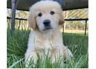 Golden Retriever Puppies for Sale Melbourne, VIC | K9 Breeders