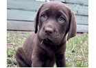 Retrievador Puppies for Sale Melbourne, 