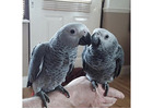Well Tamed Male and Female African Grey Parrots, Macaw, Cockatoo