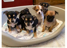 Adopt Adorable Chihuahuas for Sale Near Me!							